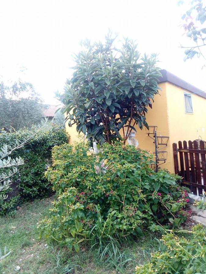 Roccasecca Beb Da Tina Bed & Breakfast エクステリア 写真